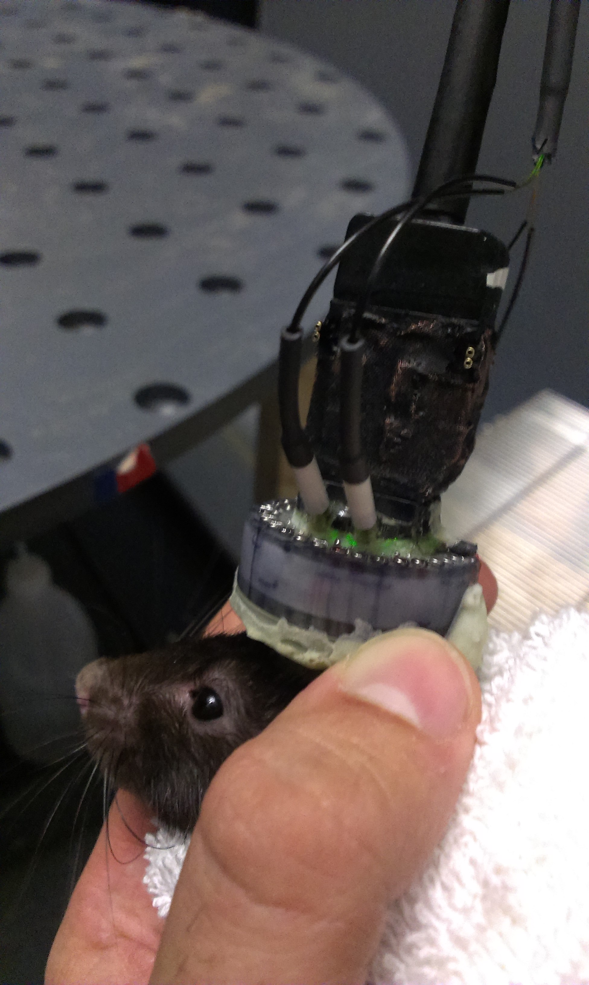 Finished drive implanted on the animal